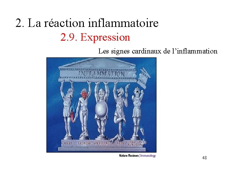 2. La réaction inflammatoire 2. 9. Expression Les signes cardinaux de l’inflammation 48 2. La réaction inflammatoire 2. 9. Expression Les signes cardinaux de l’inflammation 48