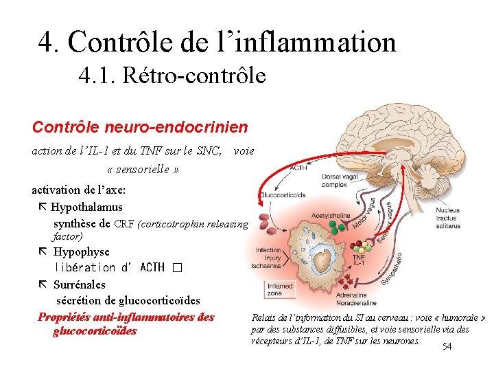 4. Contrôle de l’inflammation 4. 1. Rétro-contrôle Contrôle neuro-endocrinien action de l’IL-1 et du 4. Contrôle de l’inflammation 4. 1. Rétro-contrôle Contrôle neuro-endocrinien action de l’IL-1 et du
