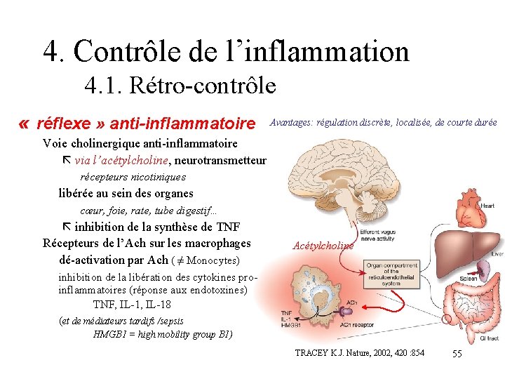 4. Contrôle de l’inflammation 4. 1. Rétro-contrôle « réflexe » anti-inflammatoire Avantages: régulation discrète, 4. Contrôle de l’inflammation 4. 1. Rétro-contrôle « réflexe » anti-inflammatoire Avantages: régulation discrète,