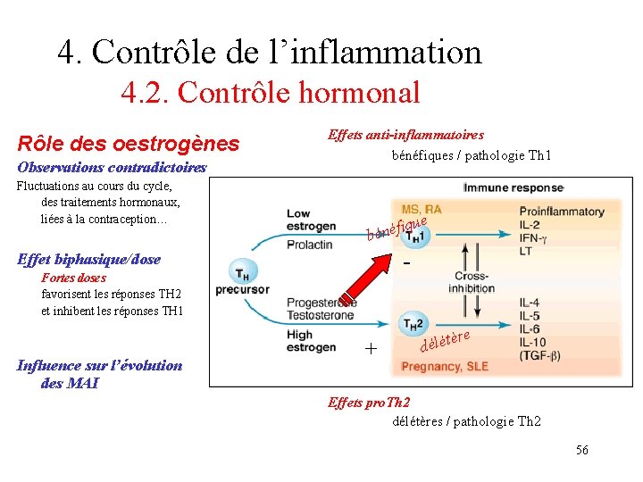 4. Contrôle de l’inflammation 4. 2. Contrôle hormonal Rôle des oestrogènes Observations contradictoires Fluctuations 4. Contrôle de l’inflammation 4. 2. Contrôle hormonal Rôle des oestrogènes Observations contradictoires Fluctuations