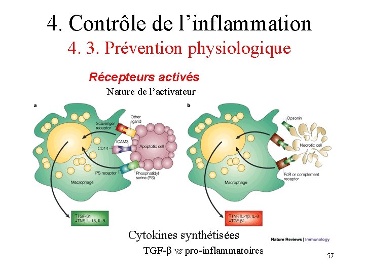 4. Contrôle de l’inflammation 4. 3. Prévention physiologique Récepteurs activés Nature de l’activateur Cytokines 4. Contrôle de l’inflammation 4. 3. Prévention physiologique Récepteurs activés Nature de l’activateur Cytokines
