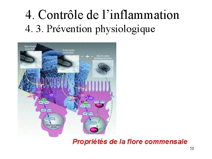 4. Contrôle de l’inflammation 4. 3. Prévention physiologique Propriétés de la flore commensale 58 4. Contrôle de l’inflammation 4. 3. Prévention physiologique Propriétés de la flore commensale 58