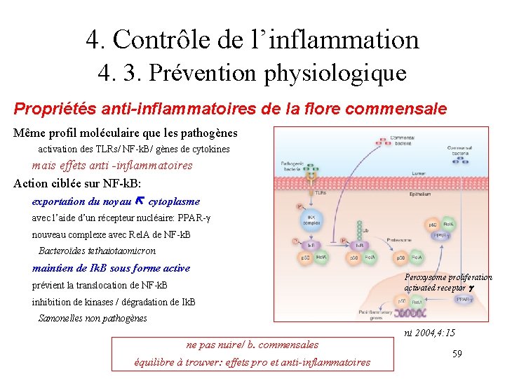 4. Contrôle de l’inflammation 4. 3. Prévention physiologique Propriétés anti-inflammatoires de la flore commensale 4. Contrôle de l’inflammation 4. 3. Prévention physiologique Propriétés anti-inflammatoires de la flore commensale