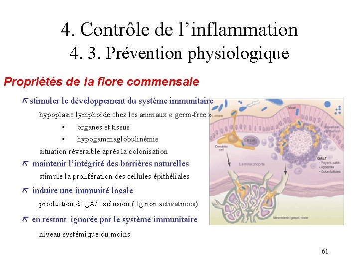 4. Contrôle de l’inflammation 4. 3. Prévention physiologique Propriétés de la flore commensale stimuler 4. Contrôle de l’inflammation 4. 3. Prévention physiologique Propriétés de la flore commensale stimuler