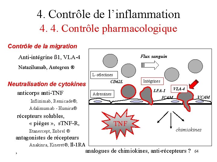 4. Contrôle de l’inflammation 4. 4. Contrôle pharmacologique Contrôle de la migration Flux sanguin 4. Contrôle de l’inflammation 4. 4. Contrôle pharmacologique Contrôle de la migration Flux sanguin