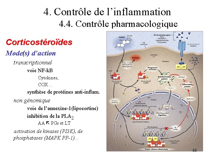 4. Contrôle de l’inflammation 4. 4. Contrôle pharmacologique Corticostéroïdes Mode(s) d’action transcriptionnel voie NF-k. 4. Contrôle de l’inflammation 4. 4. Contrôle pharmacologique Corticostéroïdes Mode(s) d’action transcriptionnel voie NF-k.