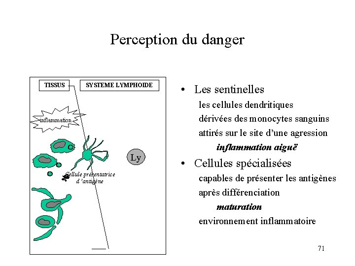 Perception du danger TISSUS SYSTEME LYMPHOIDE inflammation Ly Cellule présentatrice d ’antigène • Les Perception du danger TISSUS SYSTEME LYMPHOIDE inflammation Ly Cellule présentatrice d ’antigène • Les