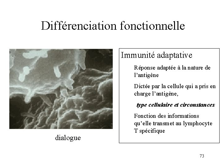 Différenciation fonctionnelle Immunité adaptative Réponse adaptée à la nature de l’antigène Dictée par la Différenciation fonctionnelle Immunité adaptative Réponse adaptée à la nature de l’antigène Dictée par la