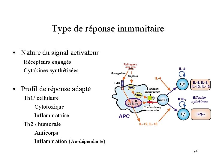 Type de réponse immunitaire • Nature du signal activateur Récepteurs engagés Cytokines synthétisées • Type de réponse immunitaire • Nature du signal activateur Récepteurs engagés Cytokines synthétisées •