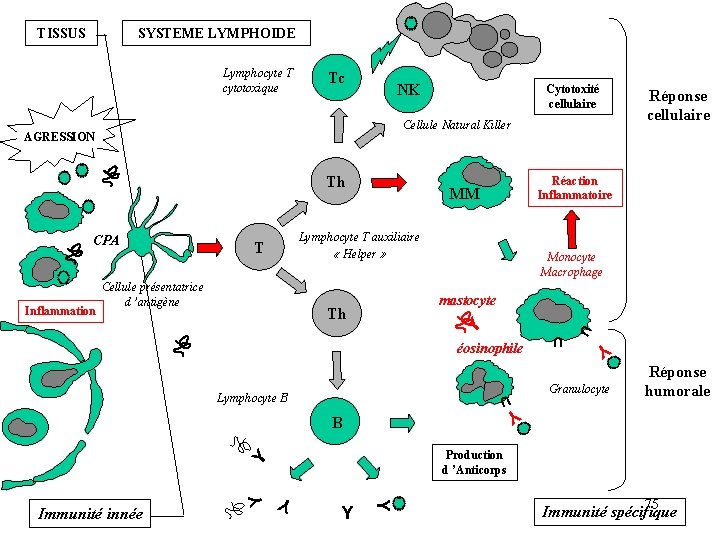 TISSUS SYSTEME LYMPHOIDE Lymphocyte T cytotoxique Tc NK Cellule Natural Killer AGRESSION Th Réaction TISSUS SYSTEME LYMPHOIDE Lymphocyte T cytotoxique Tc NK Cellule Natural Killer AGRESSION Th Réaction