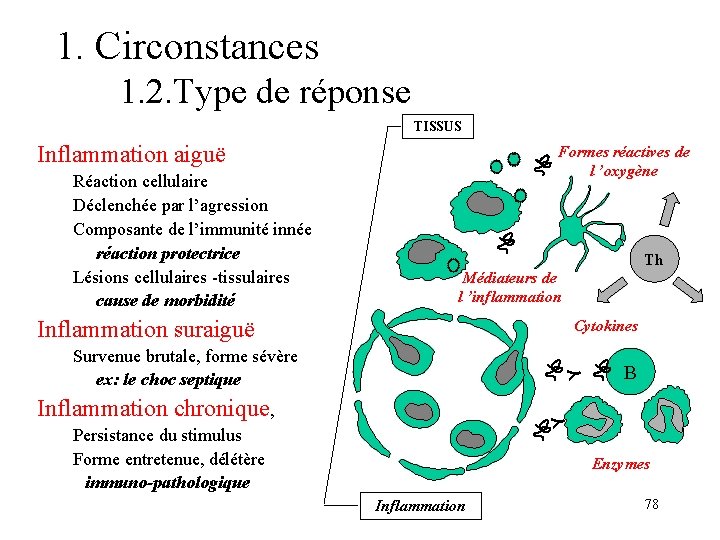1. Circonstances 1. 2. Type de réponse TISSUS Inflammation aiguë Réaction cellulaire Déclenchée par 1. Circonstances 1. 2. Type de réponse TISSUS Inflammation aiguë Réaction cellulaire Déclenchée par