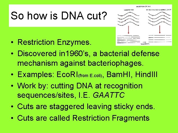 So how is DNA cut? • Restriction Enzymes. • Discovered in 1960’s, a bacterial