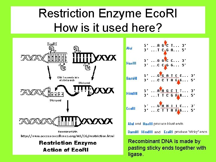 Restriction Enzyme Eco. RI How is it used here? Recombinant DNA is made by