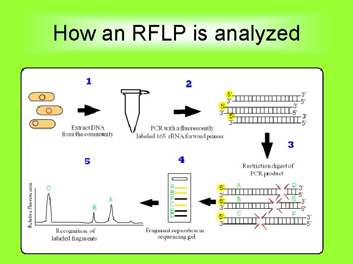 How an RFLP is analyzed 