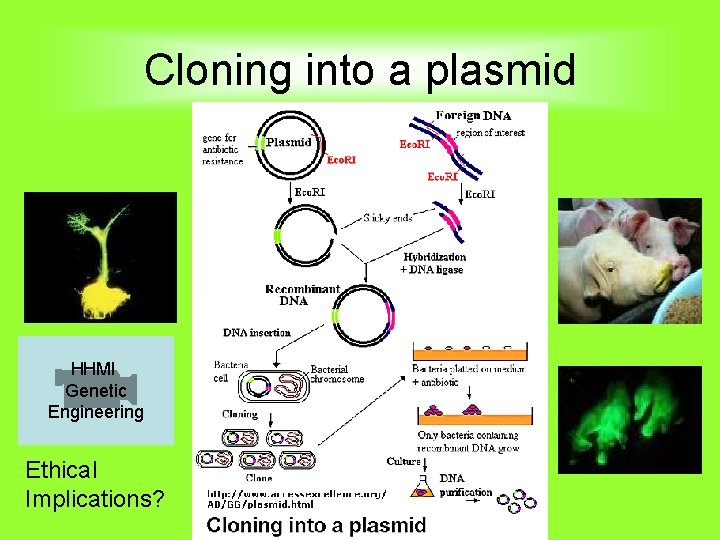Cloning into a plasmid HHMI Genetic Engineering Ethical Implications? 