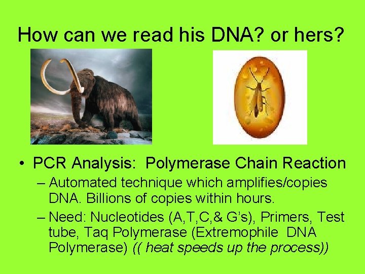 How can we read his DNA? or hers? • PCR Analysis: Polymerase Chain Reaction