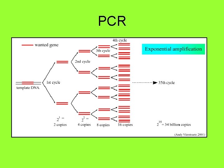 PCR 