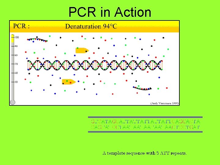 PCR in Action 
