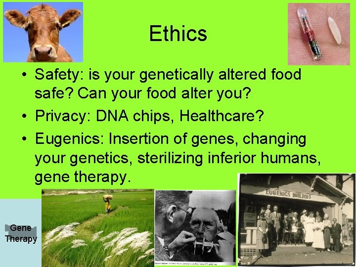 Ethics • Safety: is your genetically altered food safe? Can your food alter you?