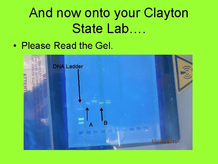 And now onto your Clayton State Lab…. • Please Read the Gel. DNA Ladder