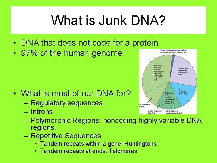 What is Junk DNA? • DNA that does not code for a protein. •