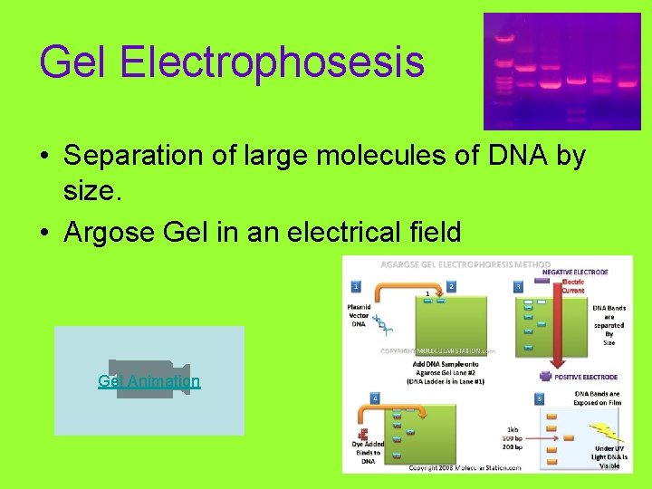 Gel Electrophosesis • Separation of large molecules of DNA by size. • Argose Gel