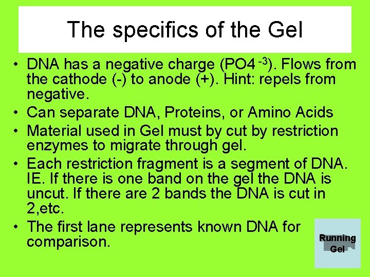 The specifics of the Gel • DNA has a negative charge (PO 4 -3).