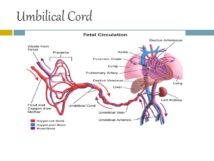 Umbilical Cord 
