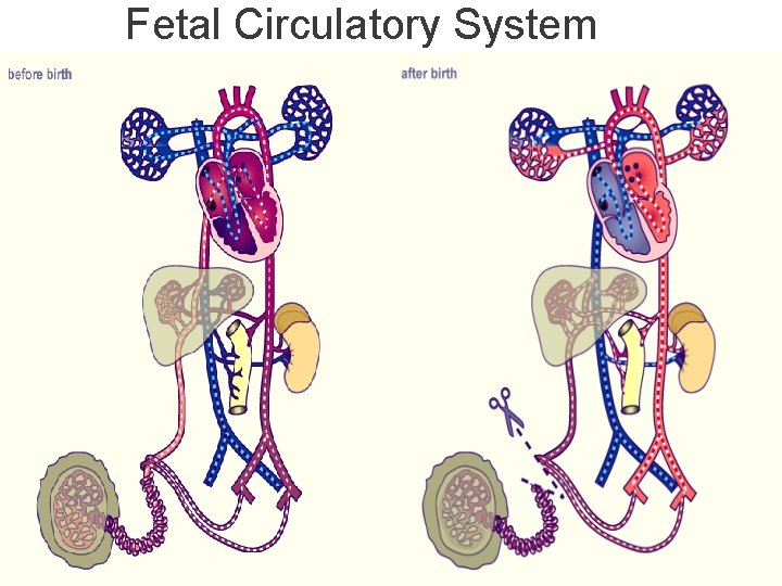 Fetal Circulatory System 