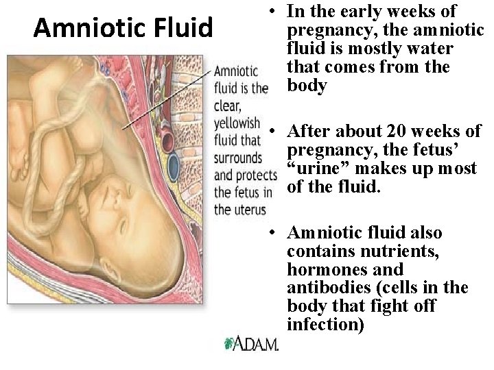 Amniotic Fluid • In the early weeks of pregnancy, the amniotic fluid is mostly