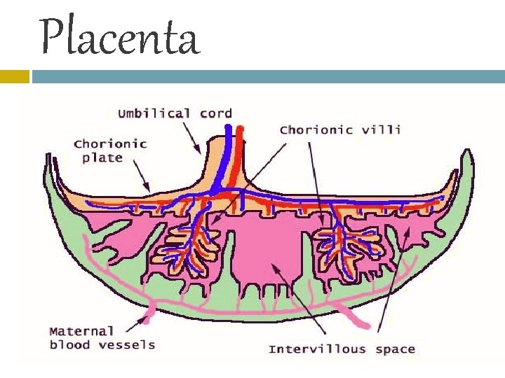 Placenta 