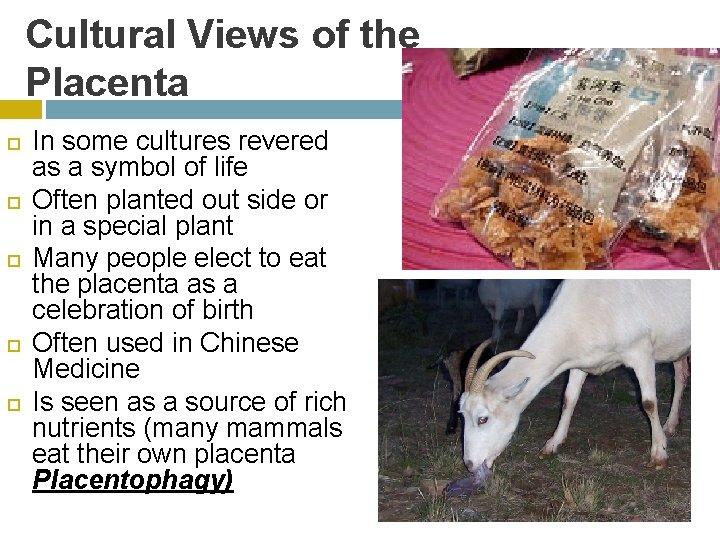 Cultural Views of the Placenta In some cultures revered as a symbol of life