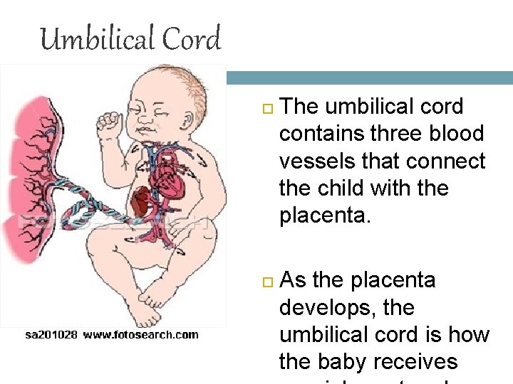 Umbilical Cord The umbilical cord contains three blood vessels that connect the child with