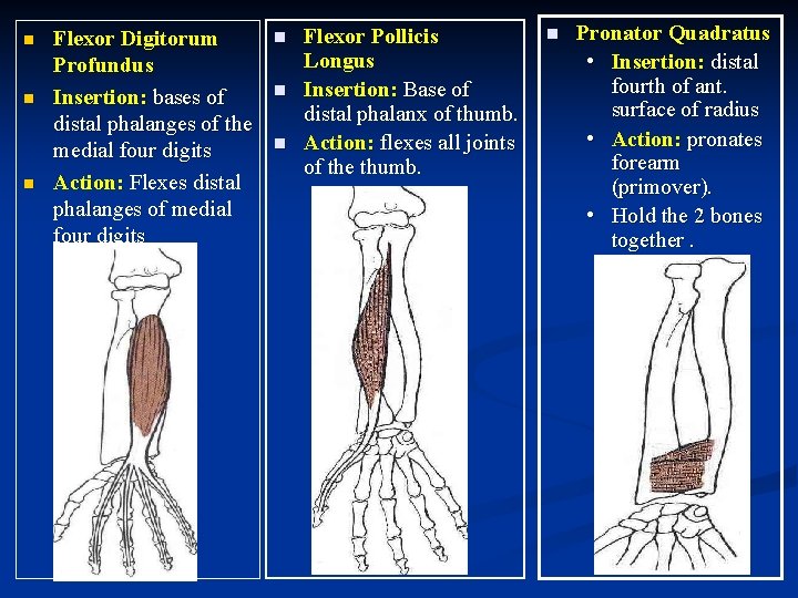 n n n Flexor Digitorum Profundus Insertion: bases of distal phalanges of the medial n n n Flexor Digitorum Profundus Insertion: bases of distal phalanges of the medial
