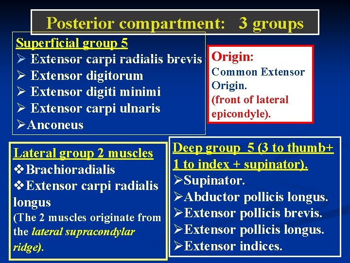 Posterior compartment: 3 groups Superficial group 5 Ø Extensor carpi radialis brevis Ø Extensor Posterior compartment: 3 groups Superficial group 5 Ø Extensor carpi radialis brevis Ø Extensor