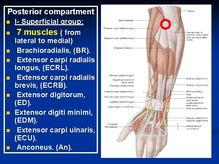 Posterior compartment n n n n n I- Superficial group: 7 muscles ( from Posterior compartment n n n n n I- Superficial group: 7 muscles ( from