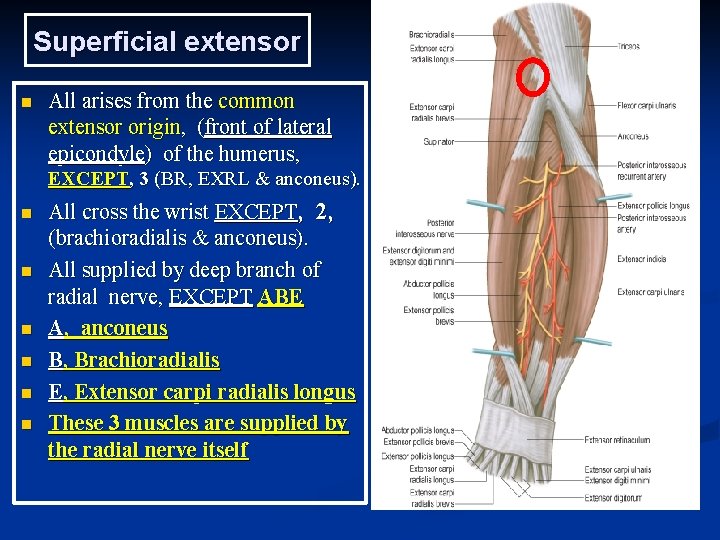 Superficial extensor n All arises from the common extensor origin, (front of lateral epicondyle) Superficial extensor n All arises from the common extensor origin, (front of lateral epicondyle)