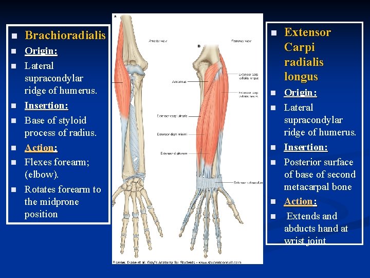 n Brachioradialis n Origin: Lateral supracondylar ridge of humerus. Insertion: Base of styloid process n Brachioradialis n Origin: Lateral supracondylar ridge of humerus. Insertion: Base of styloid process