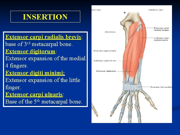 INSERTION Extensor carpi radialis brevis: base of 3 rd metacarpal bone. Extensor digitorum: Extensor INSERTION Extensor carpi radialis brevis: base of 3 rd metacarpal bone. Extensor digitorum: Extensor