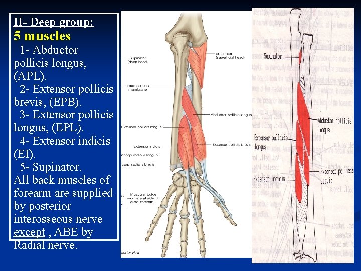 II- Deep group: 5 muscles 1 - Abductor pollicis longus, (APL). 2 - Extensor II- Deep group: 5 muscles 1 - Abductor pollicis longus, (APL). 2 - Extensor