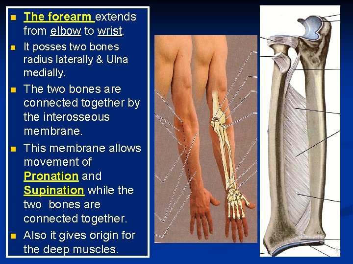 n The forearm extends from elbow to wrist. n It posses two bones radius n The forearm extends from elbow to wrist. n It posses two bones radius