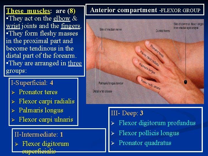 These muscles: are (8) • They act on the elbow & wrist joints and These muscles: are (8) • They act on the elbow & wrist joints and