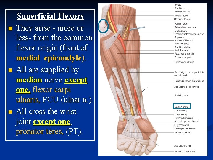 n n n Superficial Flexors They arise - more or less- from the common n n n Superficial Flexors They arise - more or less- from the common