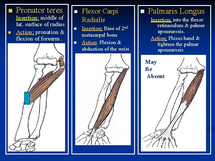 n n Pronator teres Insertion: middle of lat. surface of radius Action: pronation & n n Pronator teres Insertion: middle of lat. surface of radius Action: pronation &