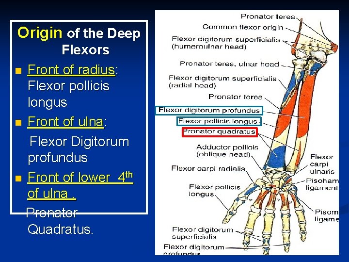 Origin of the Deep Flexors n Front of radius: Flexor pollicis longus n Front Origin of the Deep Flexors n Front of radius: Flexor pollicis longus n Front