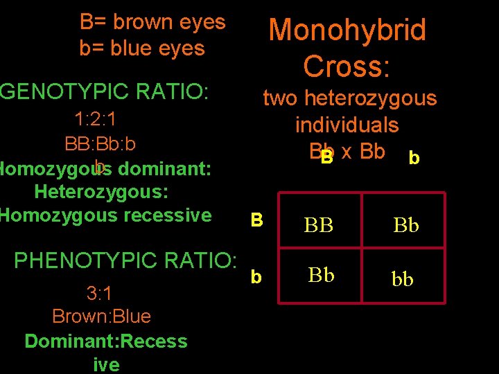 B= brown eyes b= blue eyes GENOTYPIC RATIO: 1: 2: 1 BB: Bb: b
