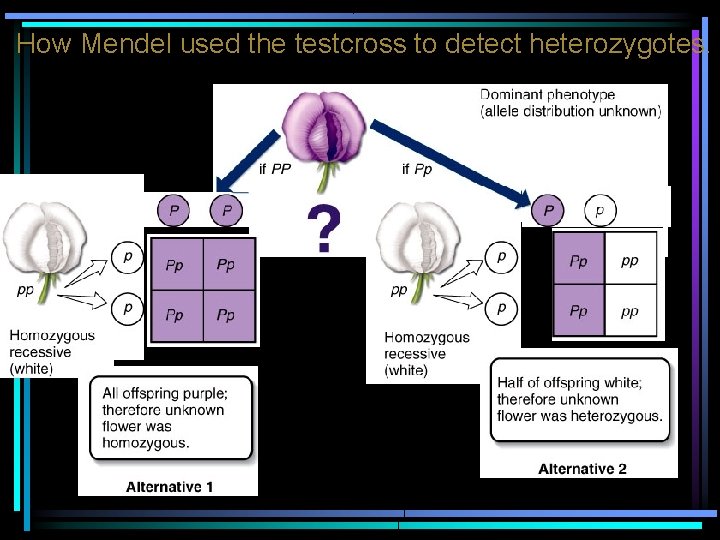 How Mendel used the testcross to detect heterozygotes. 