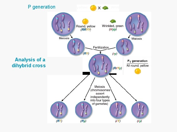 P generation Analysis of a dihybrid cross Round, yellow Wrinkled, green 