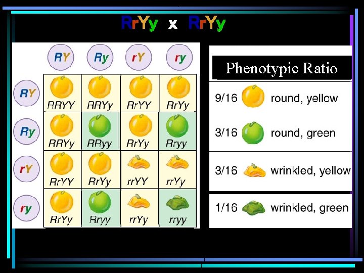 Rr. Yy x Rr. Yy Phenotypic Ratio 