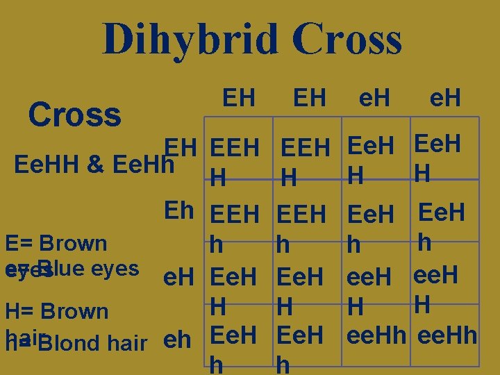 Dihybrid Cross EH EH EH Ee. HH & Ee. Hh H Eh EEH E=
